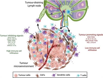 Control of Dendritic Cell Function Within the Tumour Microenvironment